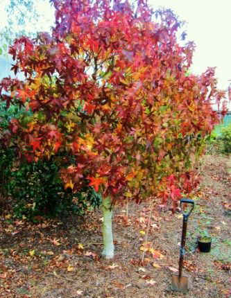 Bomen planten